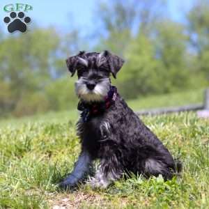 James, Miniature Schnauzer Puppy